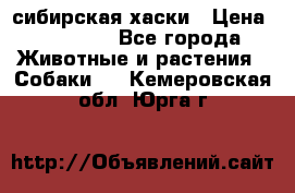 l: сибирская хаски › Цена ­ 10 000 - Все города Животные и растения » Собаки   . Кемеровская обл.,Юрга г.